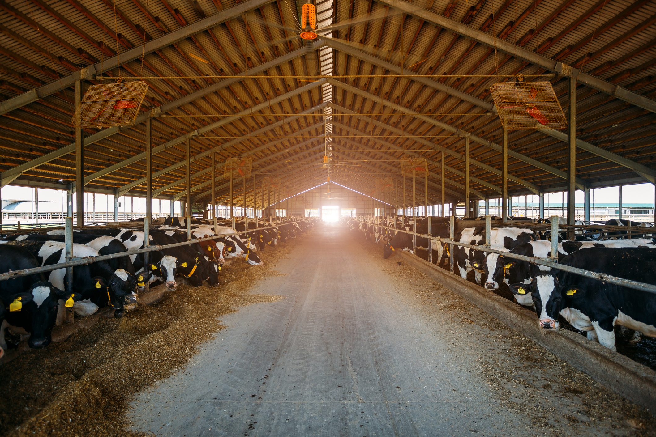 Inside of a dairy farm with cows at feeders