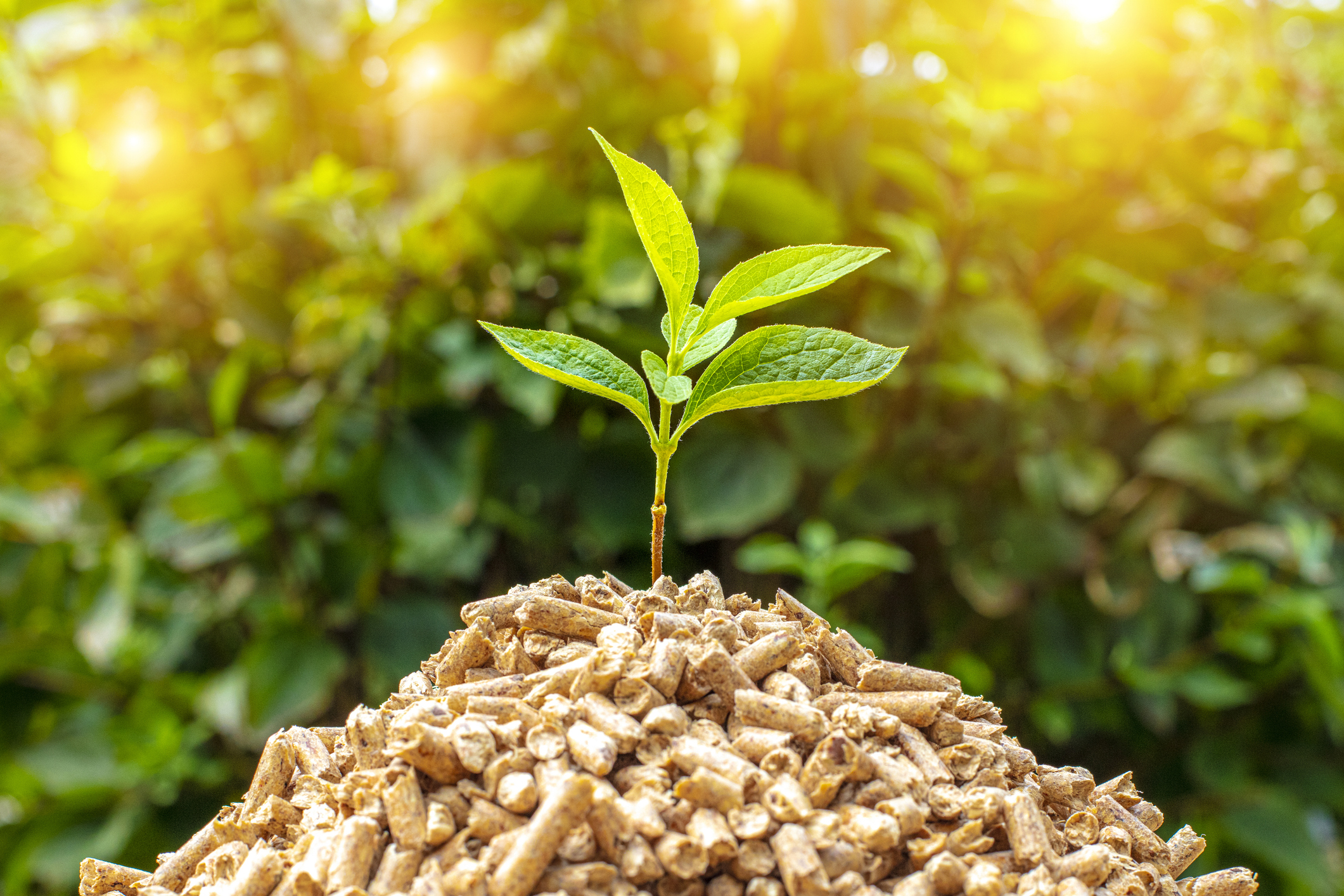 Green plant on top of wood pellets
